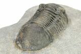 Detailed Paralejurus Trilobite Fossil - Atchana, Morocco #273389-4